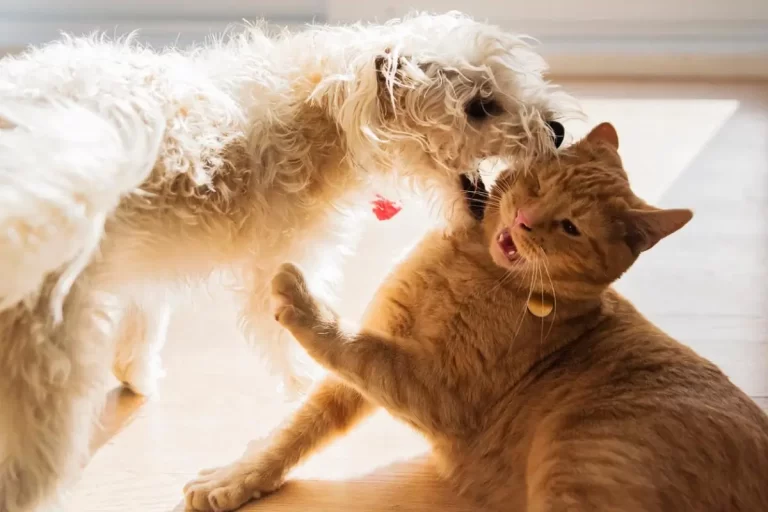 Agressividade em cães e gatos