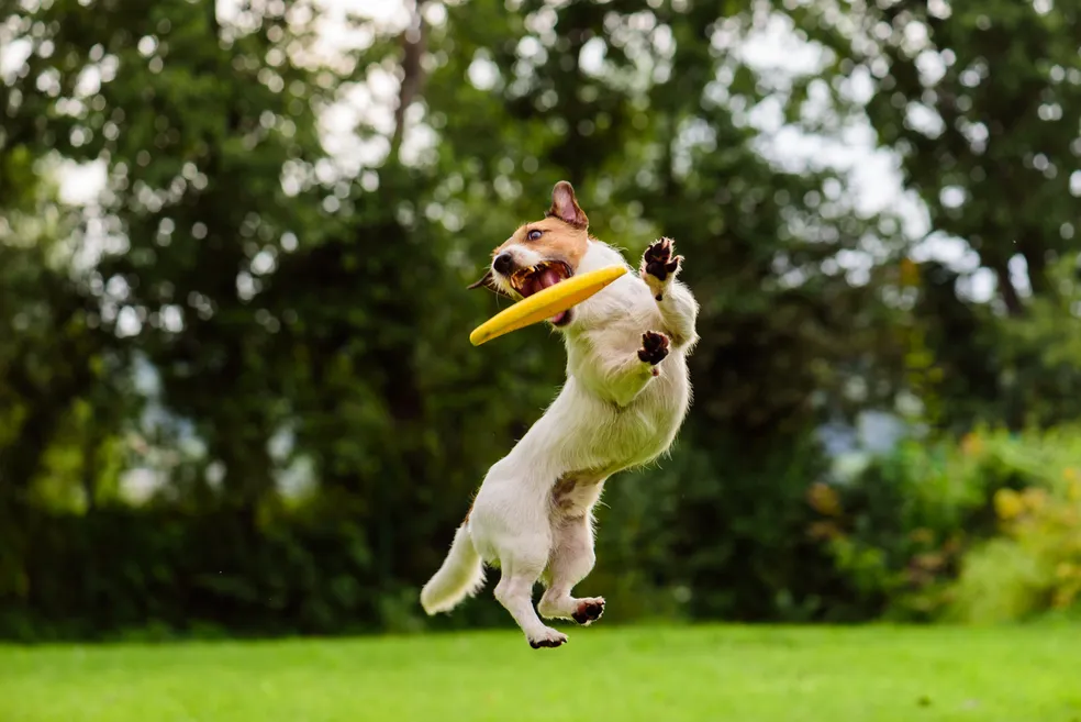 exercicios para caes e gatos