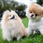 diferença entre lulu da pomerânia e spitz alemão