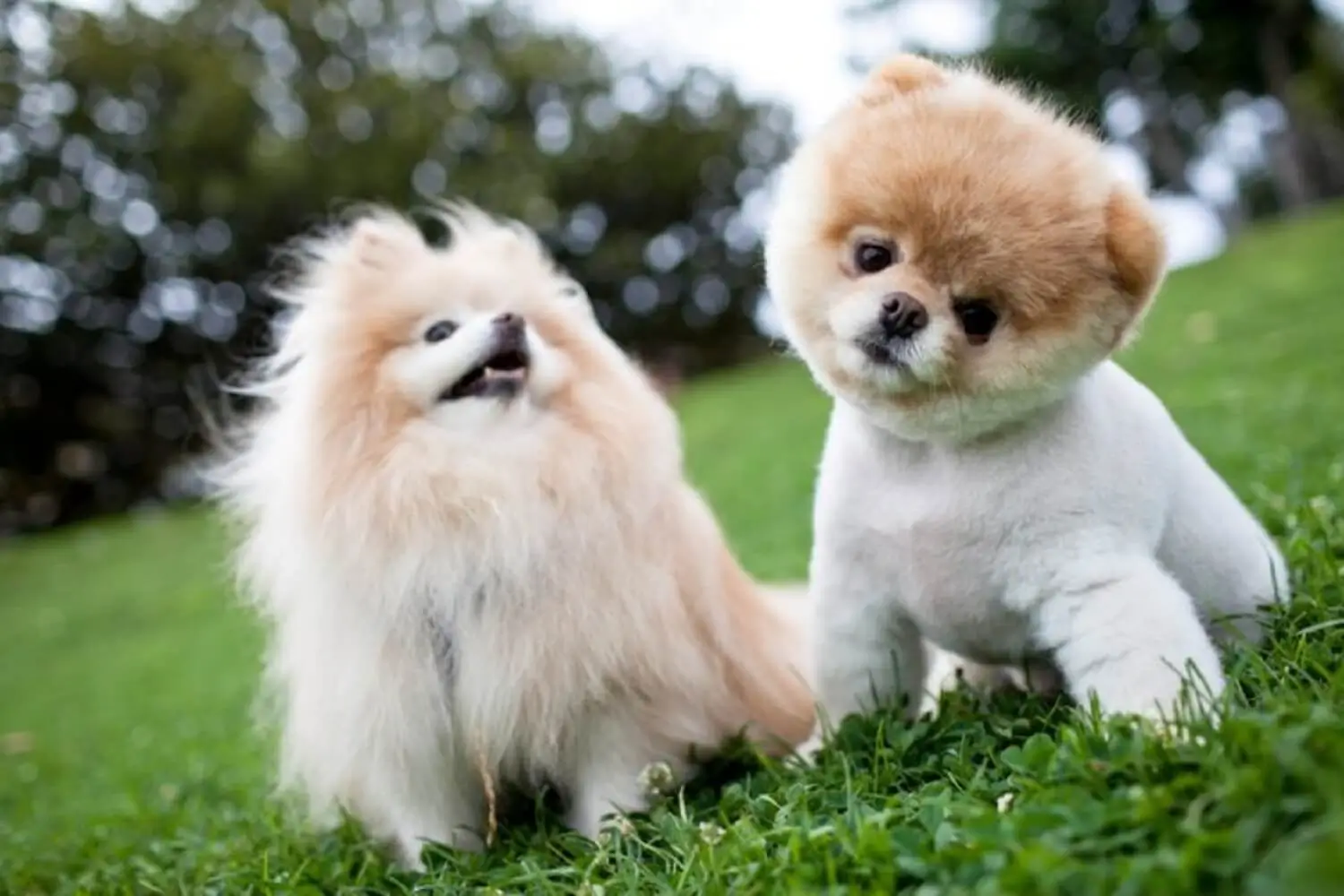 diferença entre lulu da pomerânia e spitz alemão