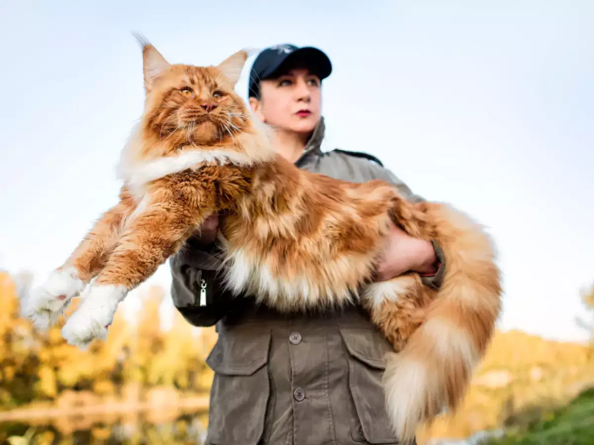 raça gatos gigantes