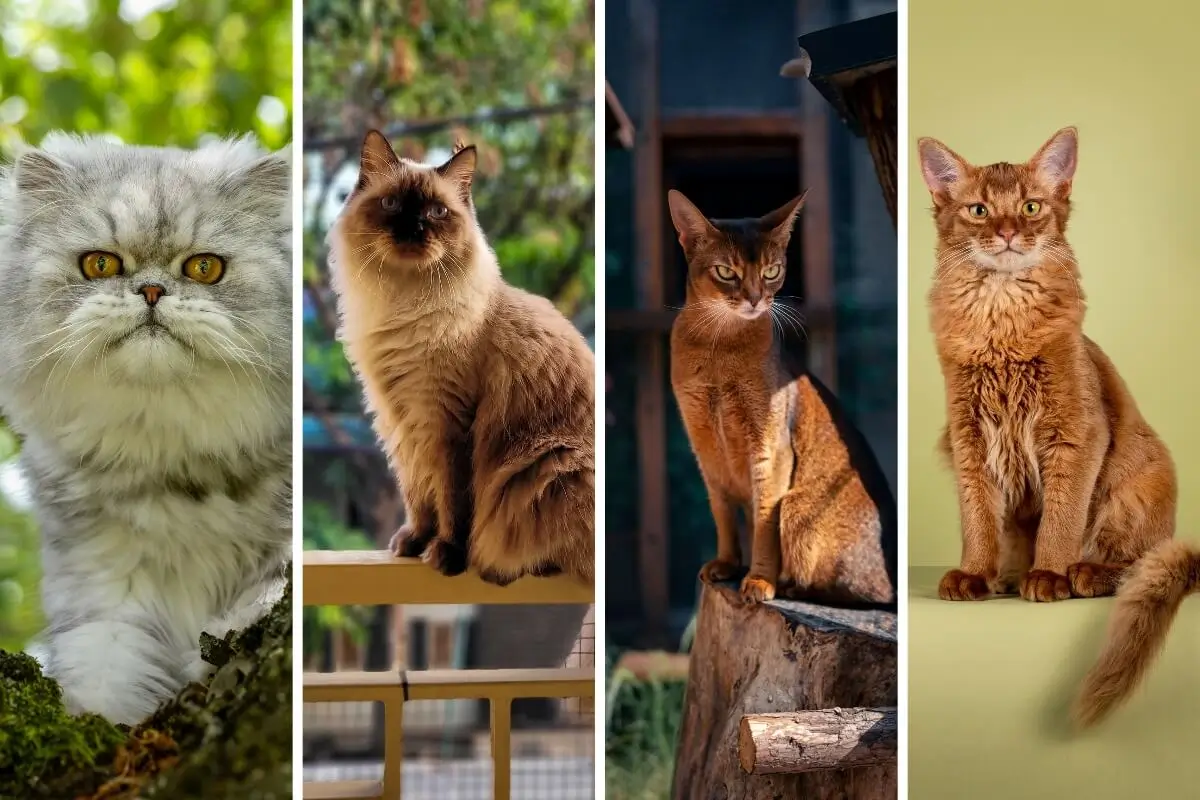 como escolher a raça de gata ideal