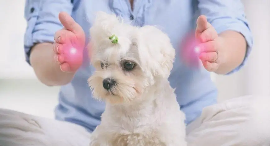 Reiki para animais