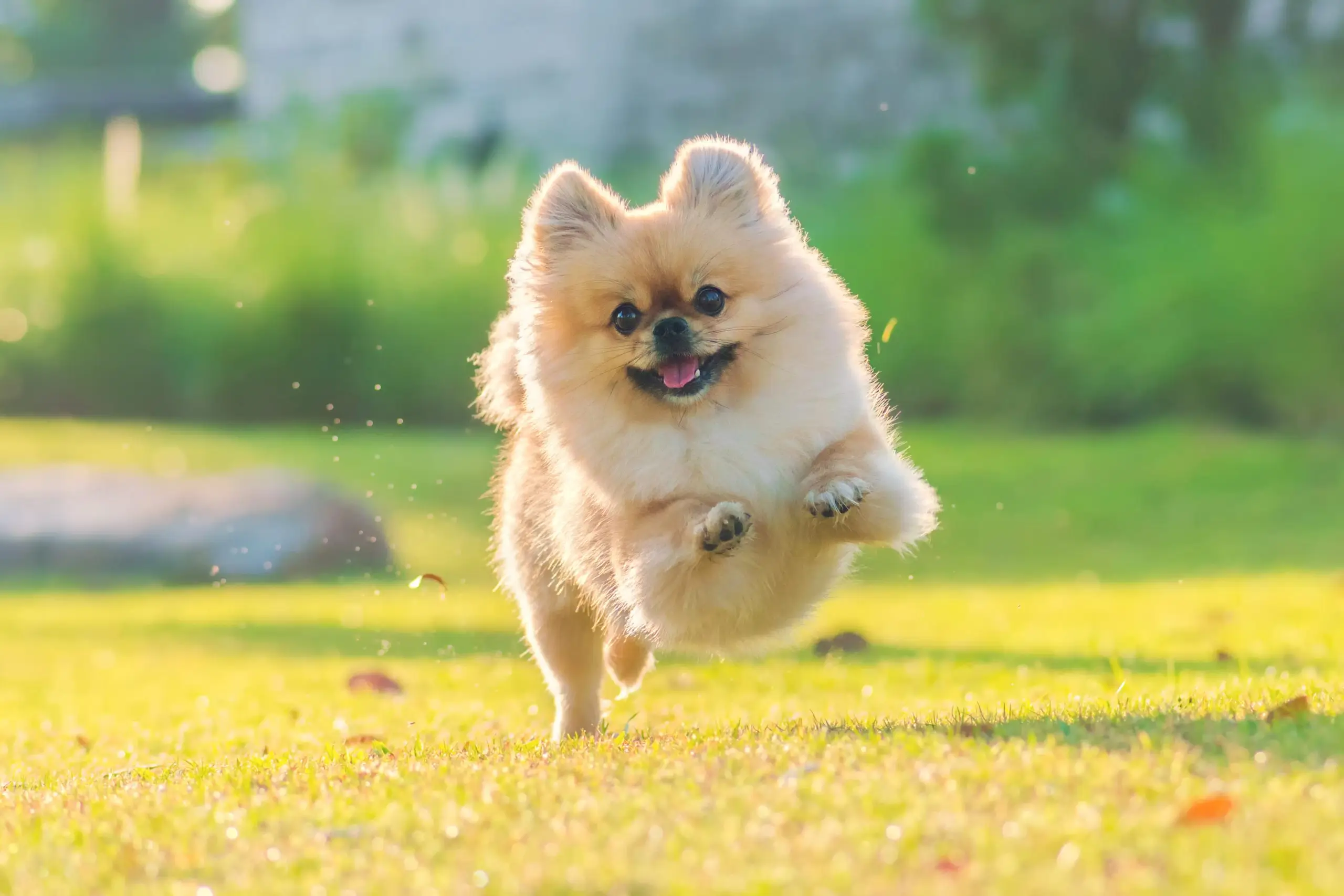 spitz alemão anão