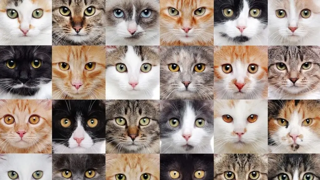 Raças de gatas
