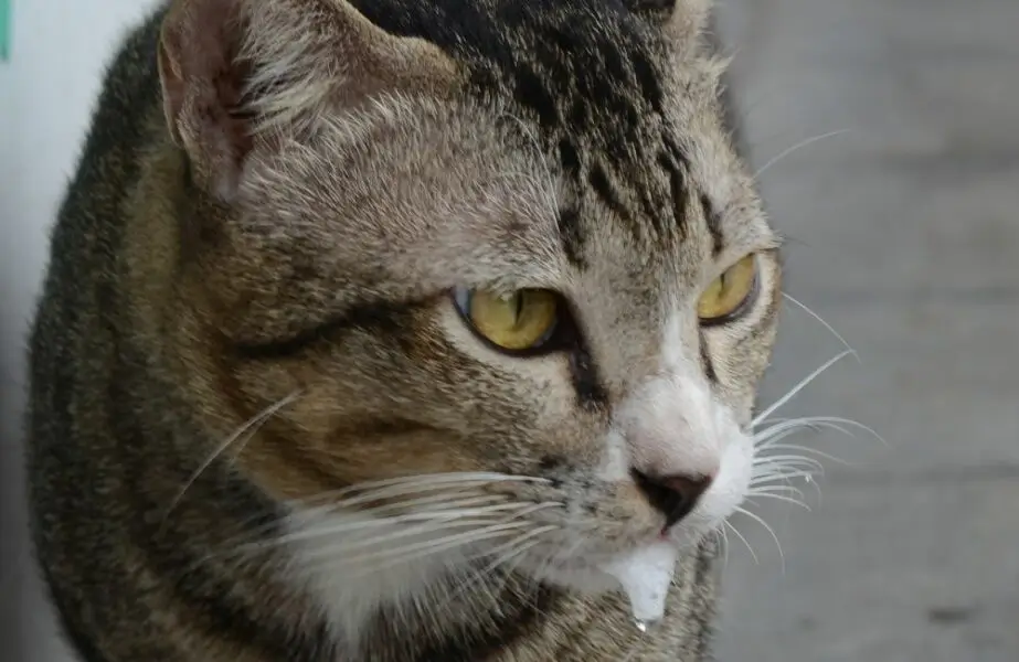 gatinho babando