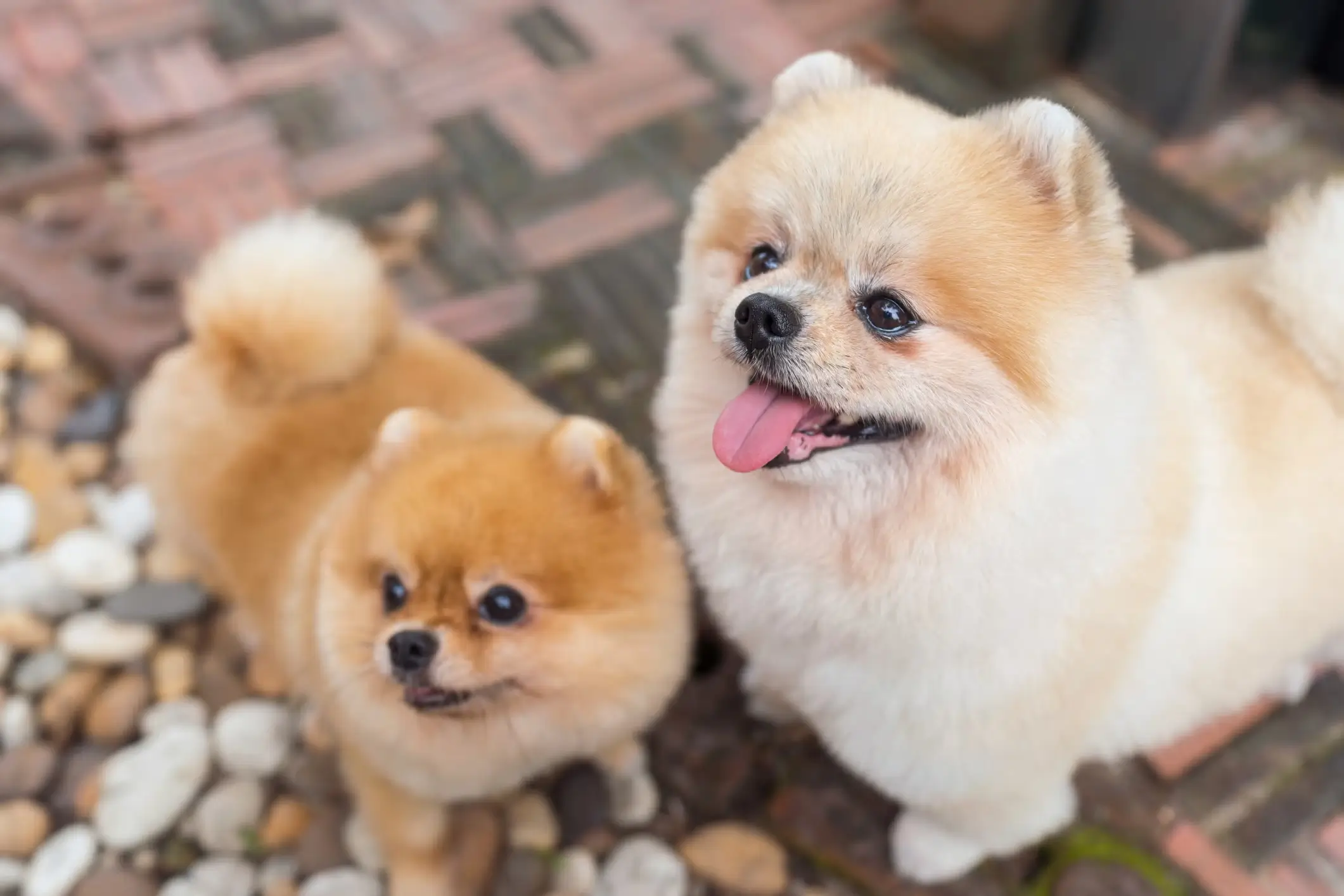spitz alemão e lulu da pomerânia qual a diferença