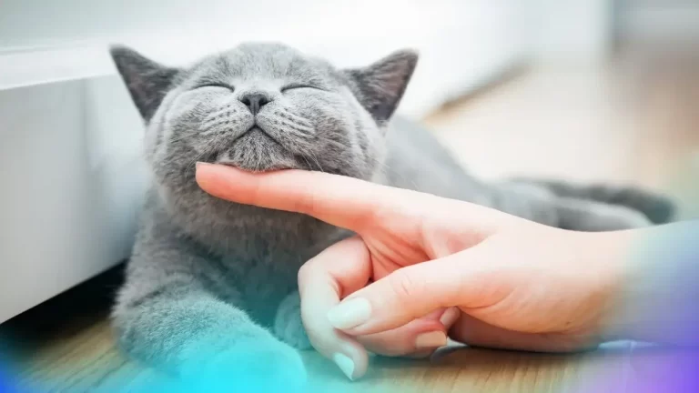 terapias holísticas para gatos