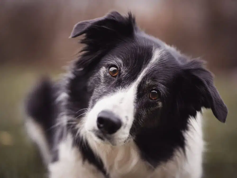 cachorra mais inteligente do mundo
