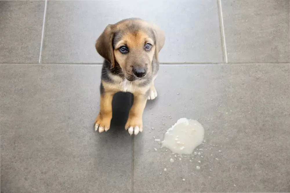 cão vomitando amarelo