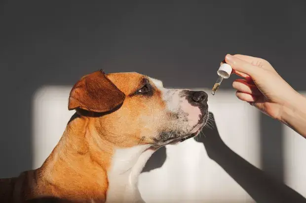 Aromaterapia para Pets