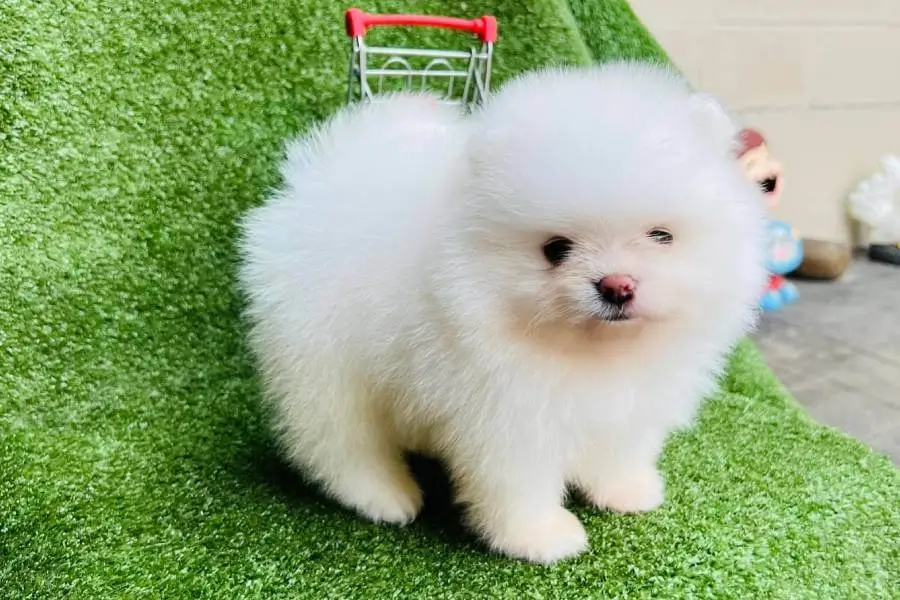 lulu da pomerânia anão