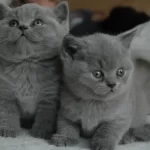 raças de gatas hipoalergênicas