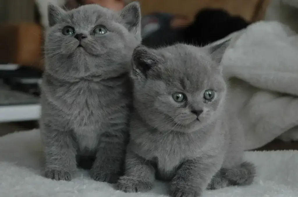 raças de gatas hipoalergênicas