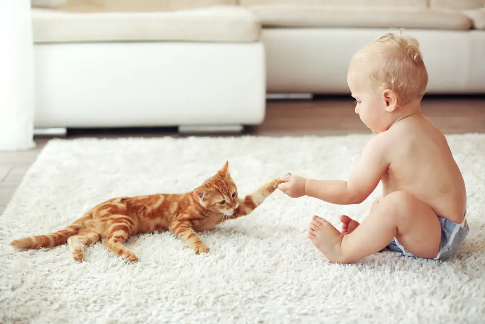 raças gatas para famílias