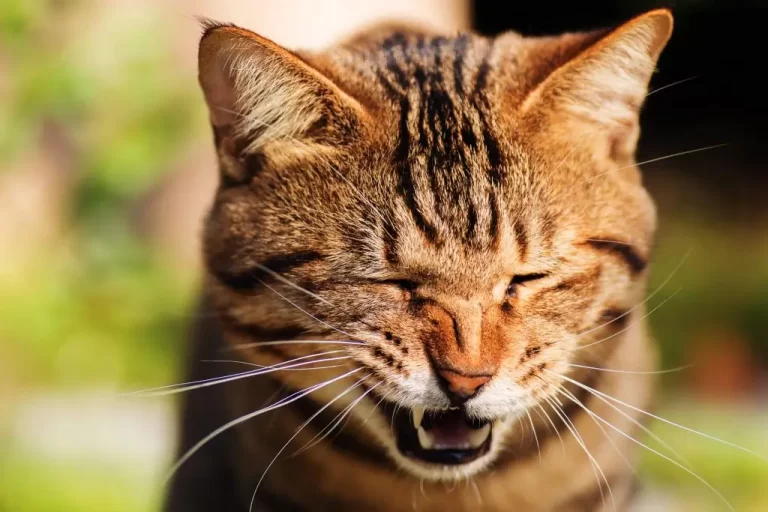 espirro em gatos