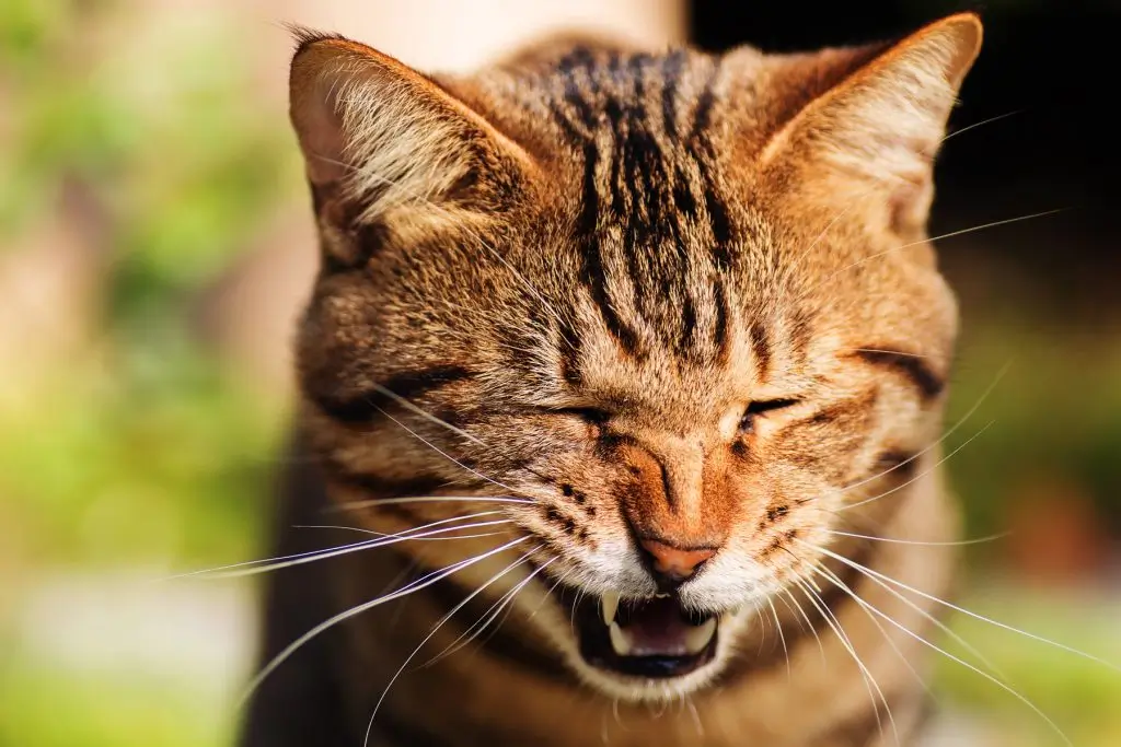 espirro em gatos