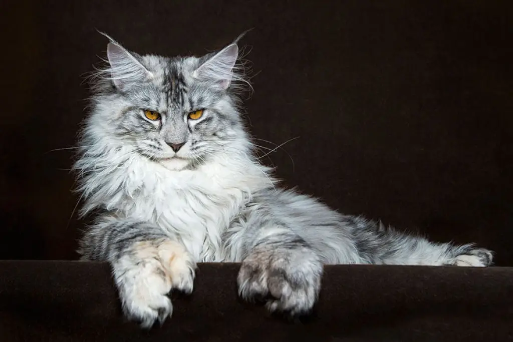 Gatas Maine Coon