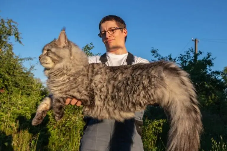 raças de gato grande