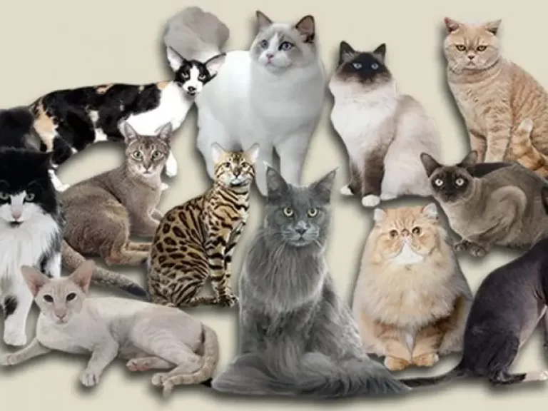raças de gatas raras e exóticas