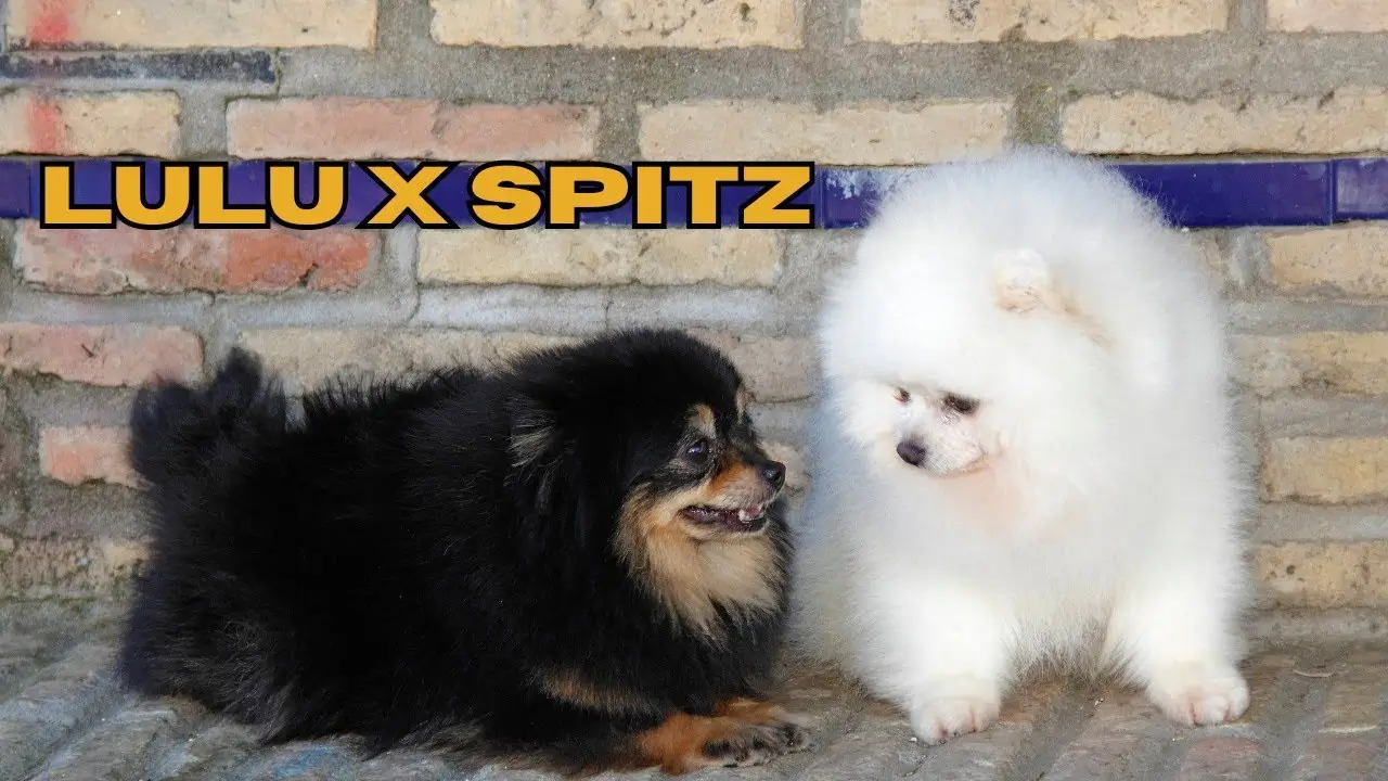 lulu da pomerânia ou spitz alemão