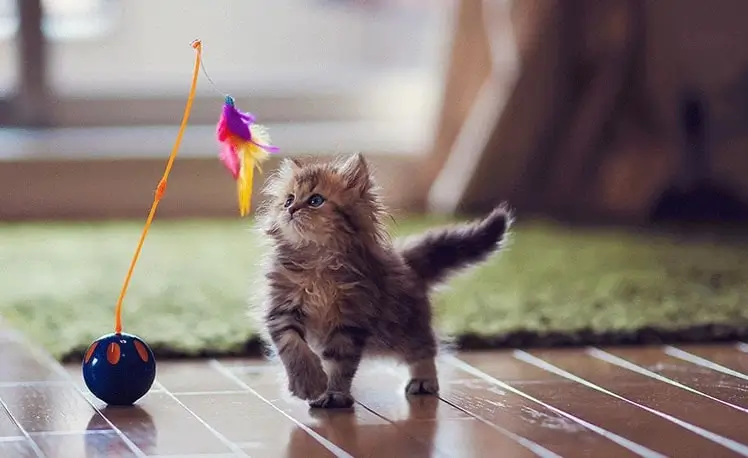 brinquedos para gatos