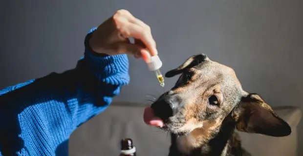 Homeopatia para Animais