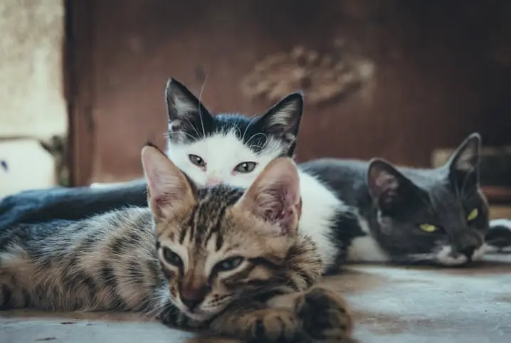 Melhores Raças de Gatas Para Quem Mora em Apartamento