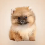 Spitz Alemão Preço