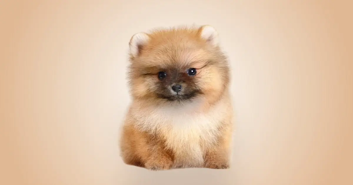 Spitz Alemão Preço
