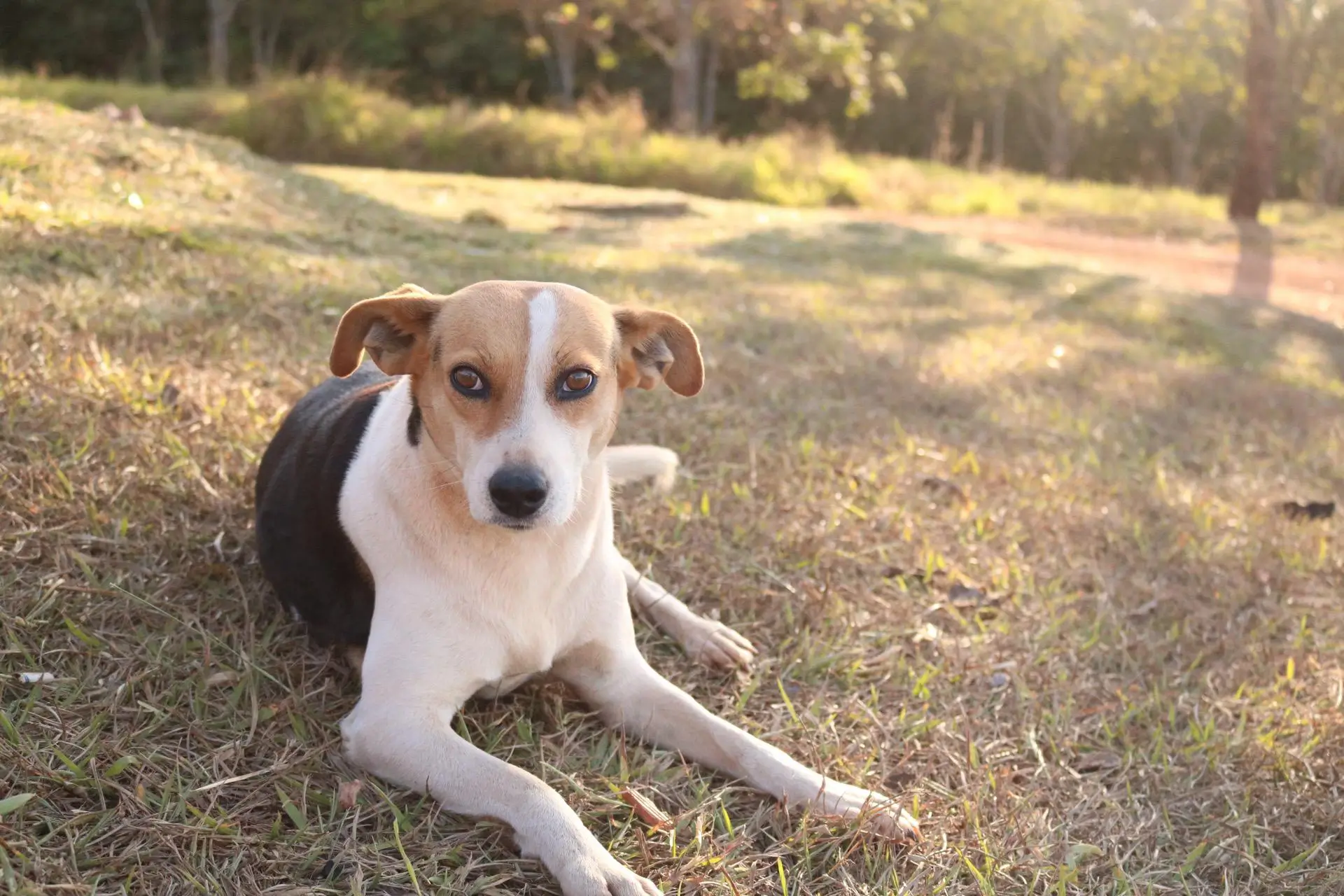 Comedouro em Nova Ponte - MG