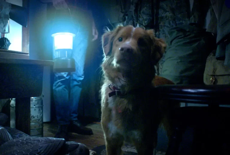 O cachorro morre no final