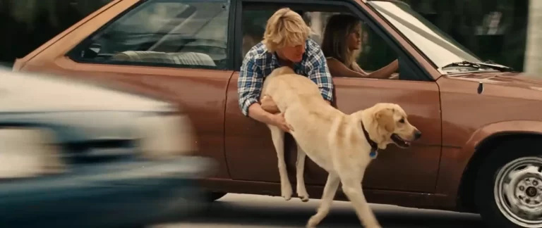 castração de cachorro